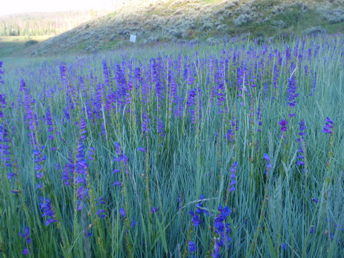 A field of Penstemon.